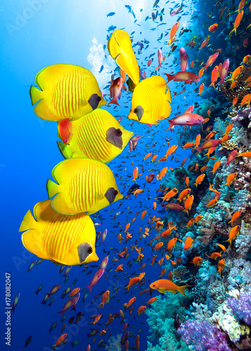 Underwater image of coral reef and School of Masked Butterfly Fish 