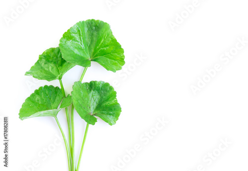 Closeup leaf of Gotu kola, Asiatic pennywort, Indian pennywort on white background with water drop, herb and medical concept, selective focus photo