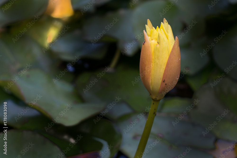 Nenúfar solitario Nenúfar solitario