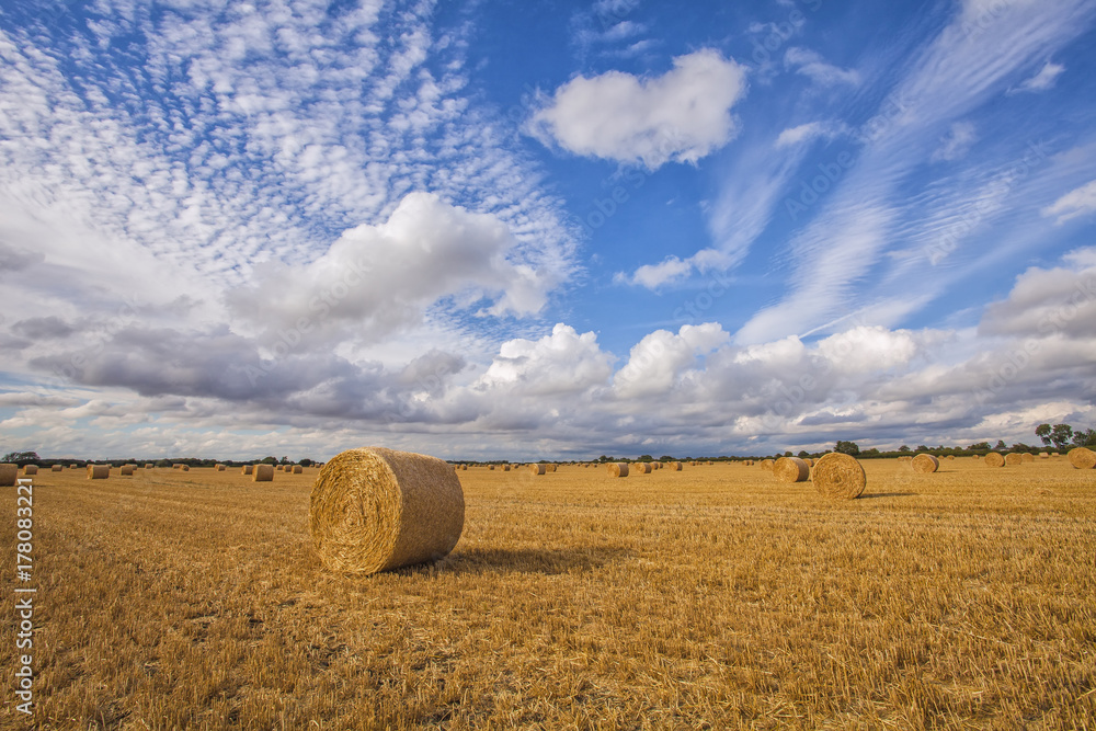 Fototapeta premium English Summer