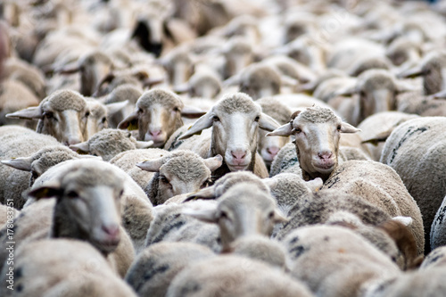 Quadro su tela Many merino sheep