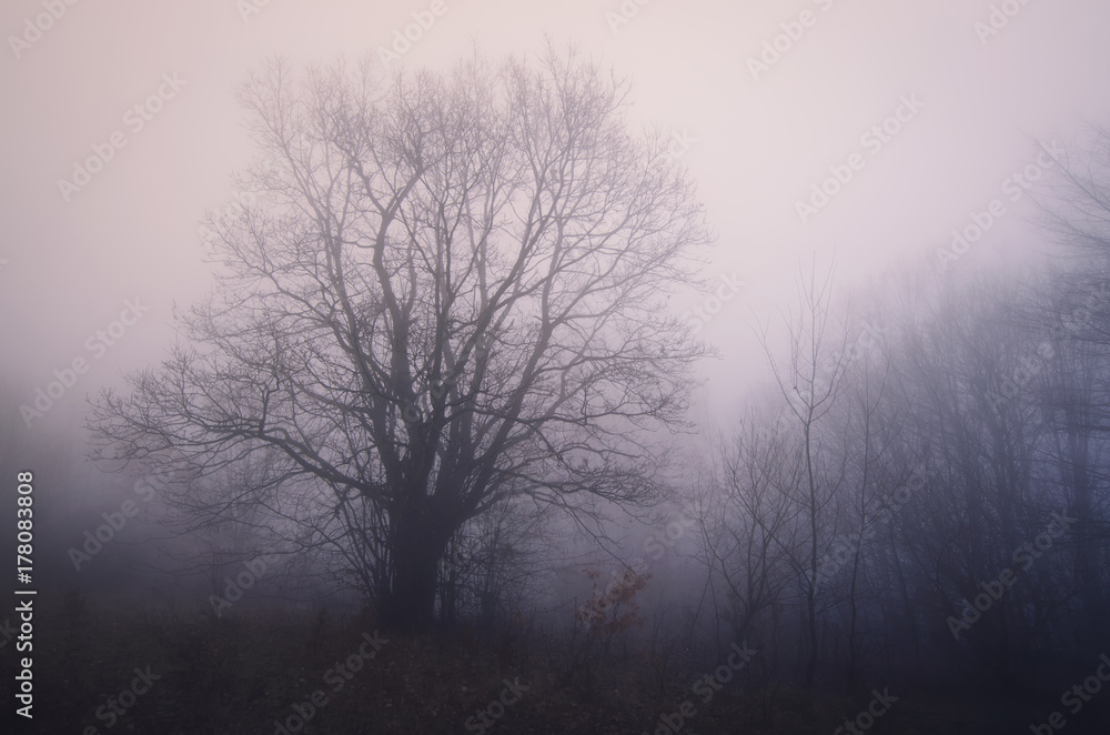 tree at the edge of forest, foggy landscape tree at the edge of forest, foggy landscape