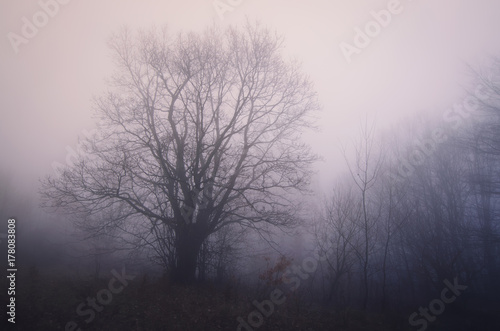 tree at the edge of forest, foggy landscape