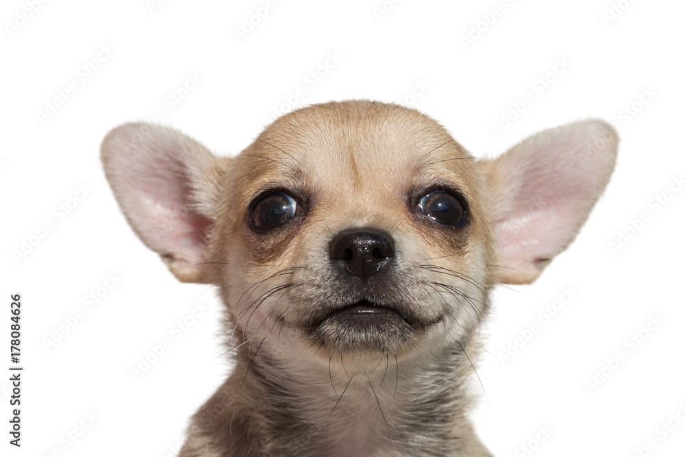 Close up portrait of cute Chihuahua puppy isolated on white background