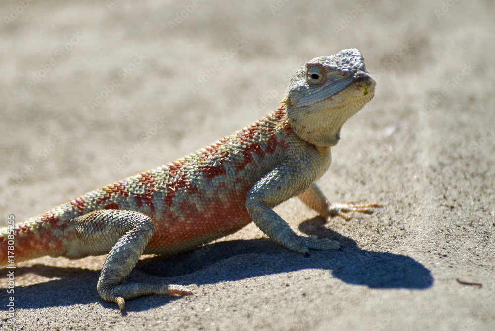 Agama lizard. Agama is the name of the genus of a group of small, long-tailed, insectivorous lizards, and the common name of these lizards. Agama lizard. Agama is the name of the genus of a group of small, long-tailed, insectivorous lizards, and the common name of these lizards.