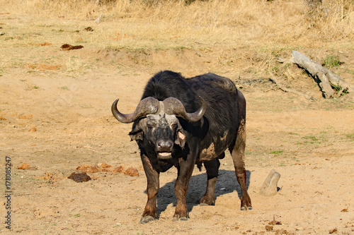 Healthy Cape Buffalo in South Africa