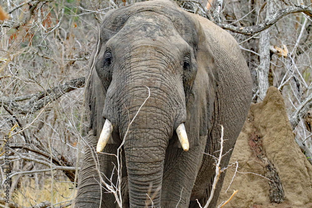 What do African elephants eat? They eat grass, but a lot of trees. The