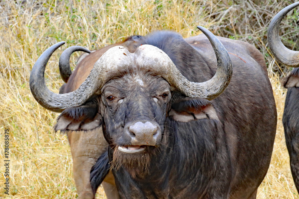 Healthy Cape Buffalo in South Africa Healthy Cape Buffalo in South Africa