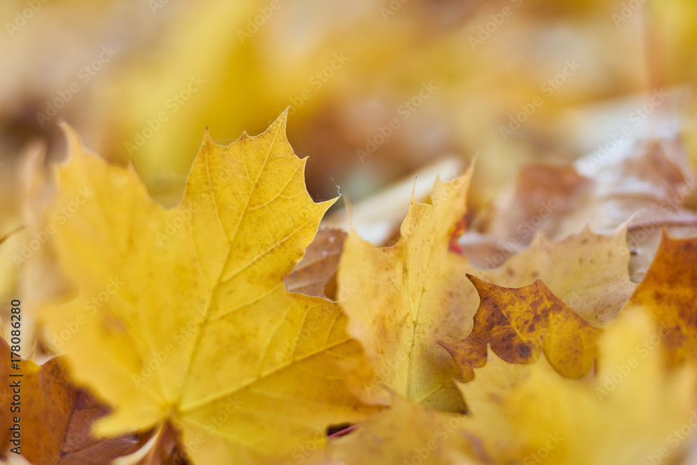 Autumn motives Yellow leaf on the ground in bunch of leaves, selective focus Autumn motives Yellow leaf on the ground in bunch of leaves, selective focus