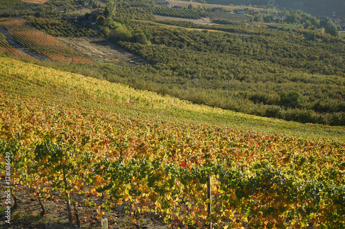 Langhe hills near Diano d Alba