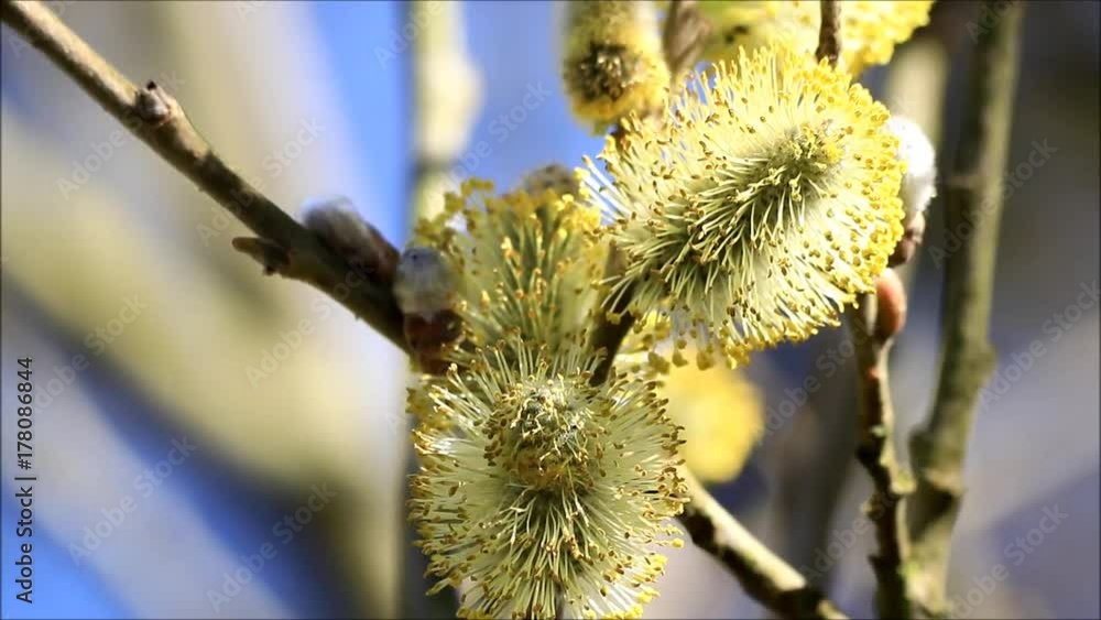willow catkin branch blooming at spring. closeup
willow catkin branch blooming at spring. closeup