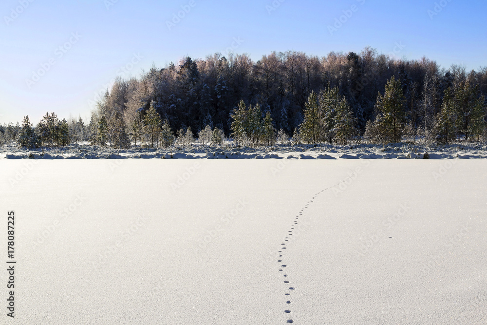custom made wallpaper toronto digitalTraces of wild animal on the snow