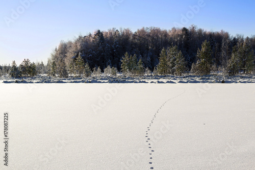 Wallpaper Mural Traces of wild animal on the snow Torontodigital.ca