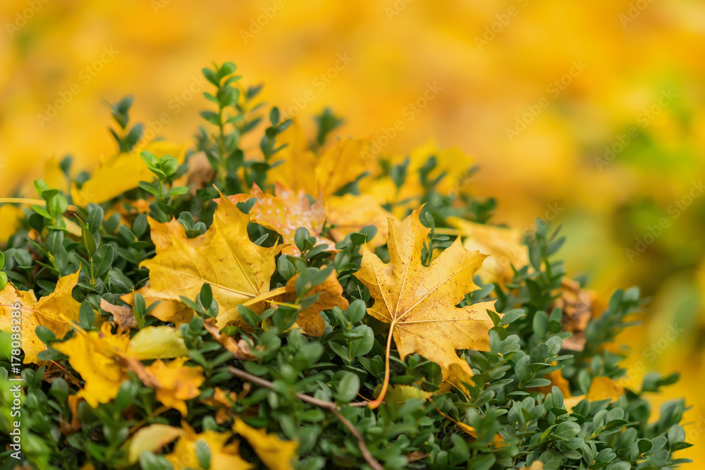 Close-up of vivid yellow fallen autumn leaf on green bush. Autumn has come. Concept of contrast, change of seasons Close-up of vivid yellow fallen autumn leaf on green bush. Autumn has come. Concept of contrast, change of seasons