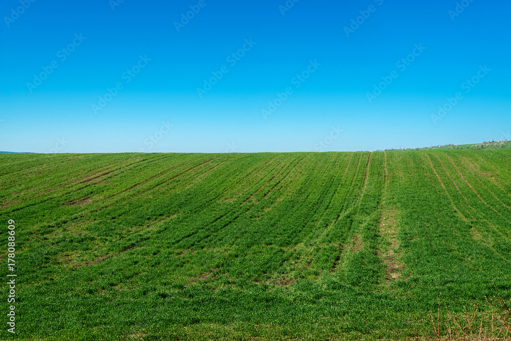 Spring field and sprouted wheat
