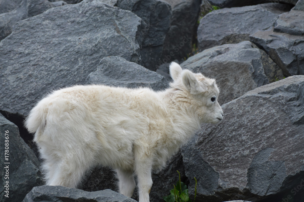 Dall Sheep Dall Sheep