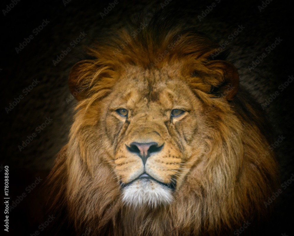 Male Barbery lion