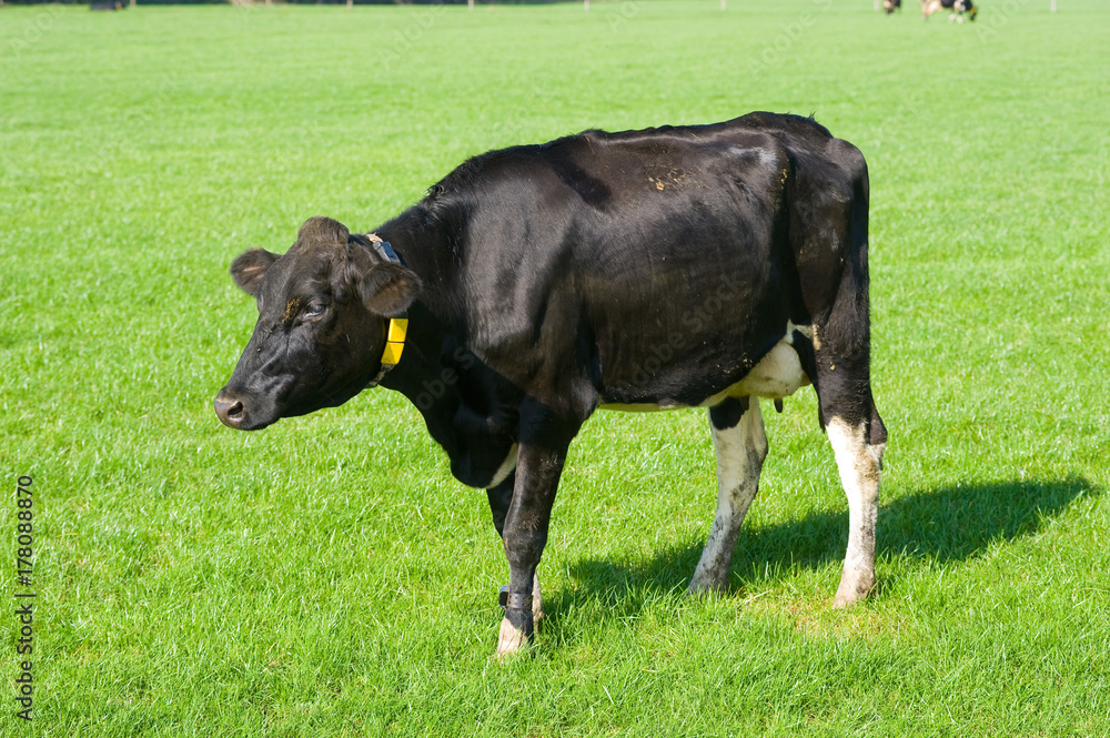 Dutch cow