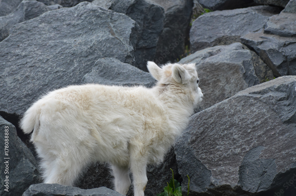 Fototapeta premium Dall Sheep
