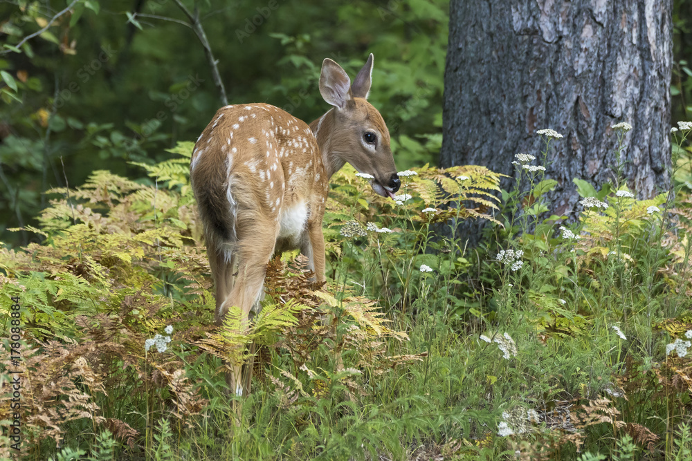 White-tailed Deer fawn (Odocoileus virginianus) browsing on the forest understory White-tailed Deer fawn (Odocoileus virginianus) browsing on the forest understory