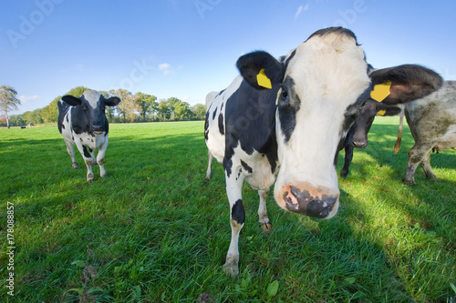 Dutch cows