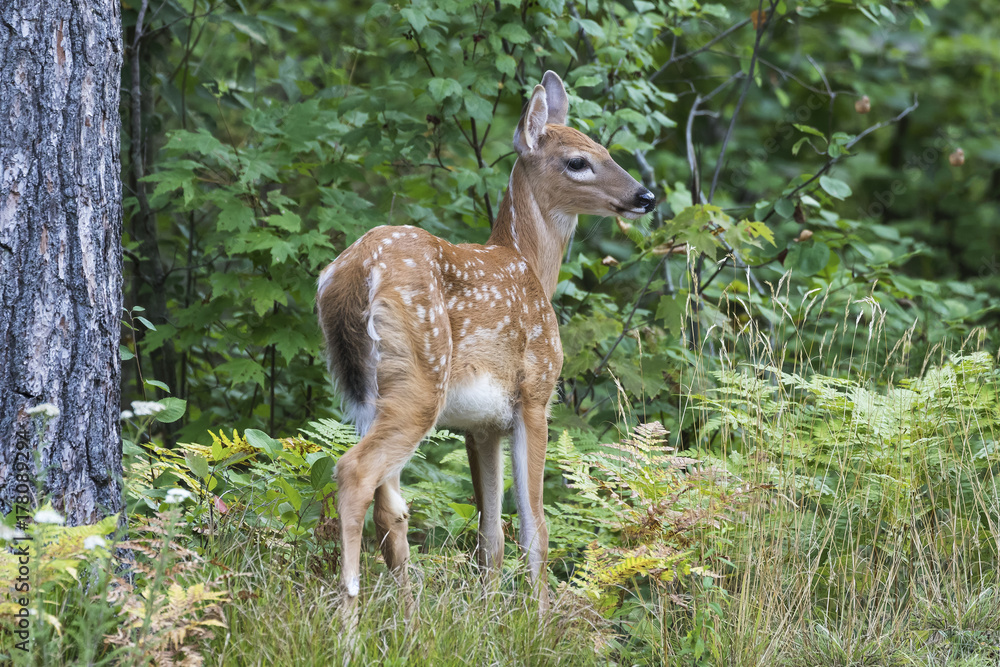 White-tailed Deer fawn in a forest clearing - Ontario, Canada White-tailed Deer fawn in a forest clearing - Ontario, Canada