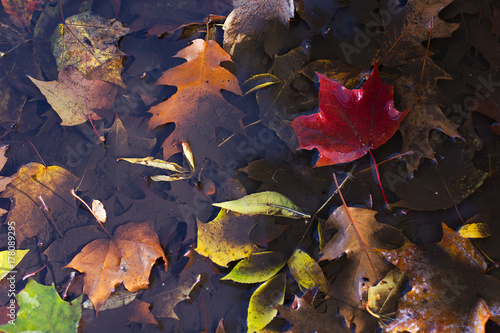 Autumn fallen leaves in a puddle after a rain.