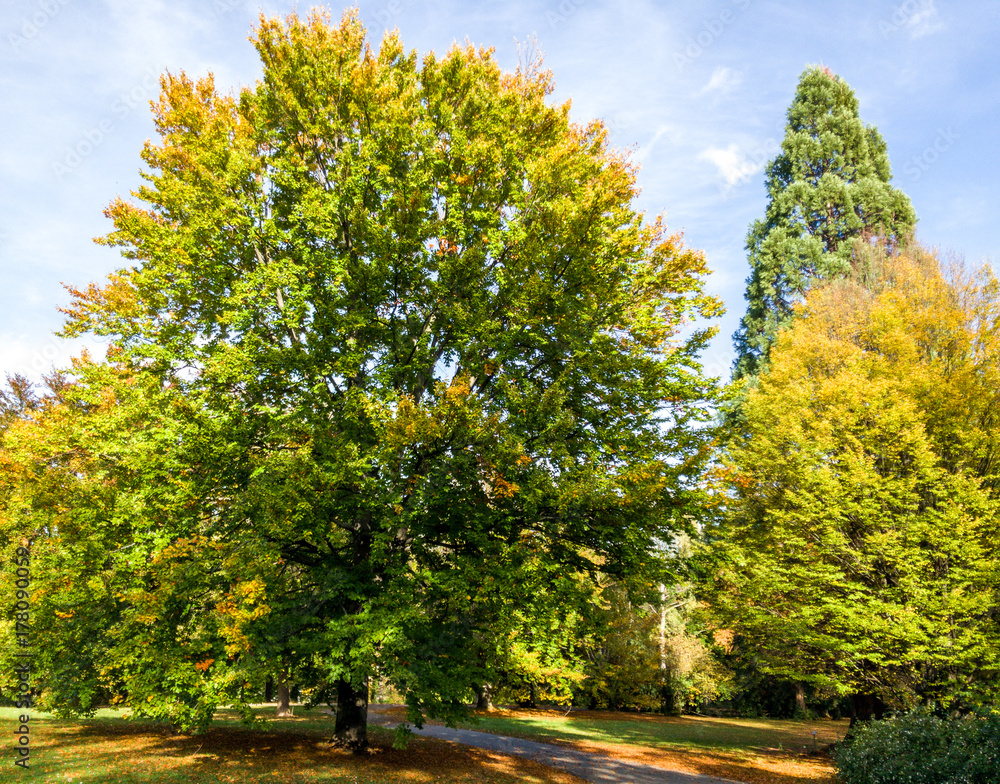 Obraz premium Autumn Tree
