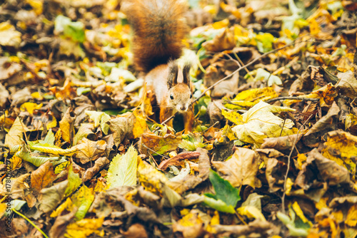 red squirrel standing in yellow leaves