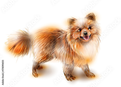 Pomeranian spitz. Dog is the symbol of the Chinese calendar 2018. Animal of 2018. 2018 is the year of the dog.   Animal of the Chinese new year.