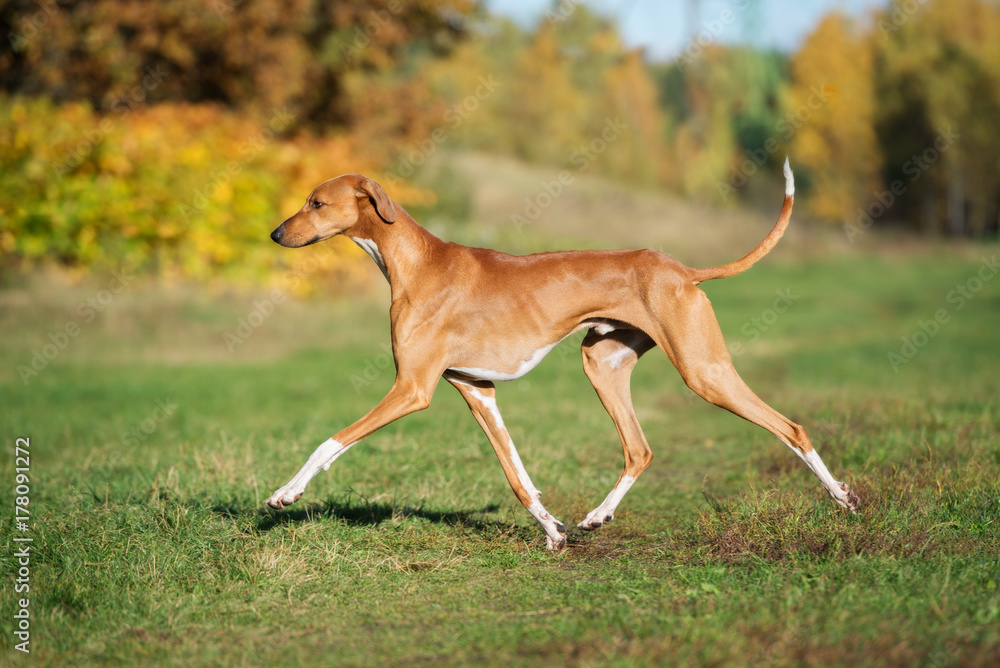 azawakh dog walking outdoors in summer