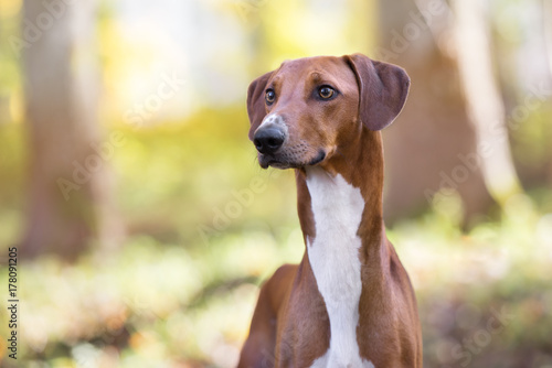 red azawakh dog portrait outdoors