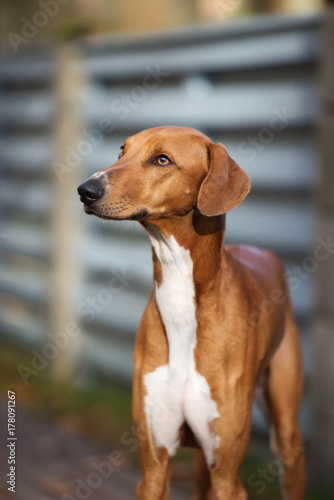 beautiful red azawakh dog portrait outdoors