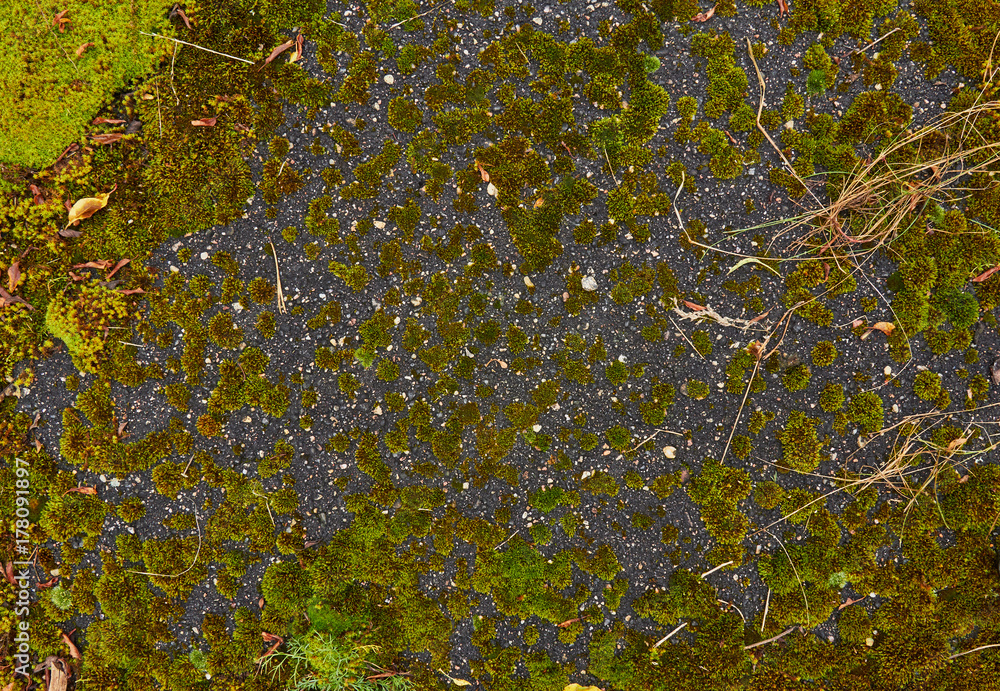 texture of moss in the old asphalt texture of moss in the old asphalt