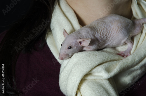 Young decorative rat in the hands of a woman.