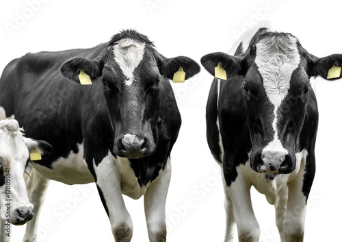 cows  isolated