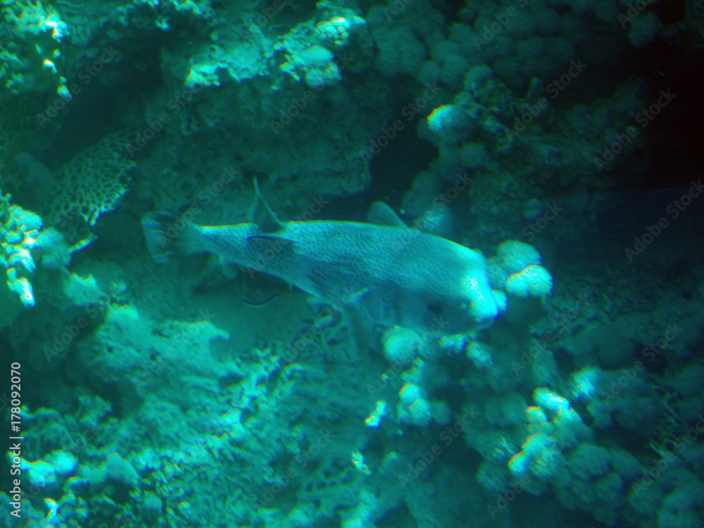 real photo, real color from underwater. Red sea real photo, real color from underwater. Red sea