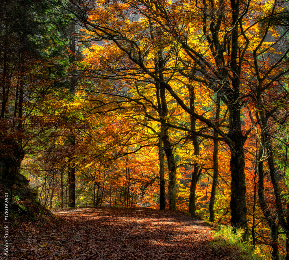 Obraz premium Colorful autumn forest