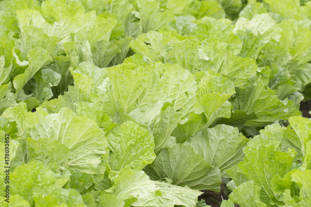 Growing cabbage field closeup. Fresh Chinese cabbage. Growing cabbage field closeup. Fresh Chinese cabbage.