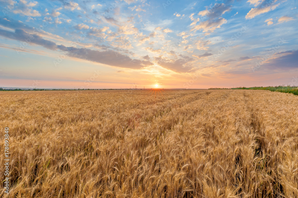 wheat field at sunset in summer