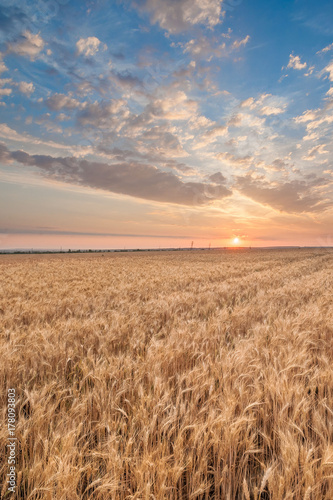 wheat field at sunset in summer