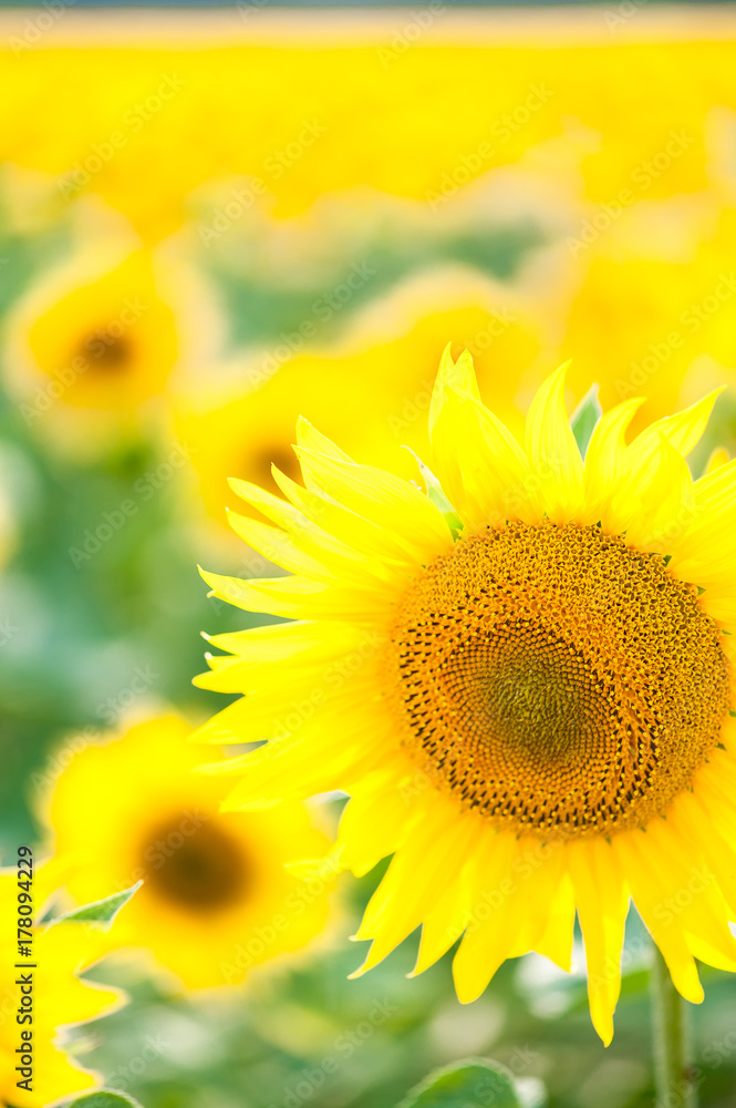 Obraz premium Flowering sunflowers