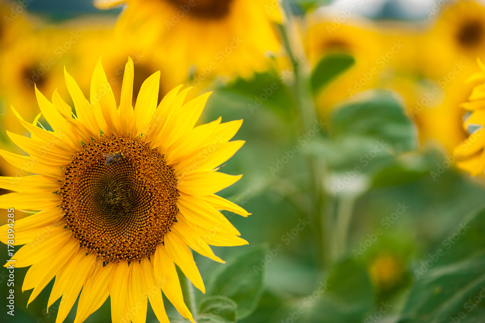 Large sunflower in the background of fields