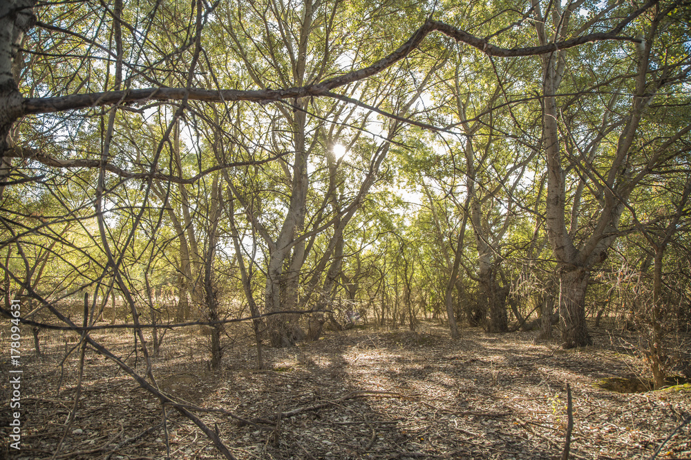 Obraz premium Arboleda