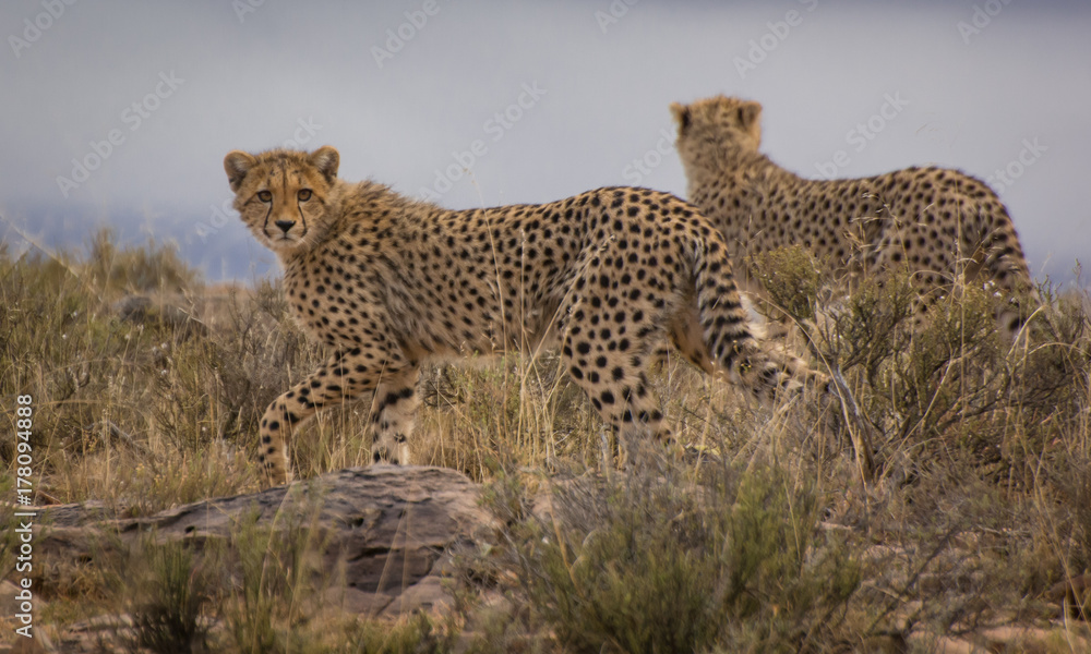 A half grown cheetah cub stares at the camera as it walks through the bush at the Mountain Zebra Park in South Africa