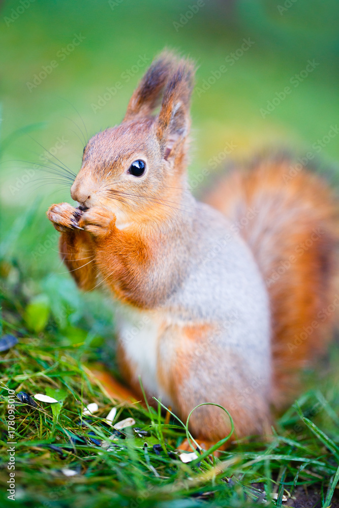 squirrel in park