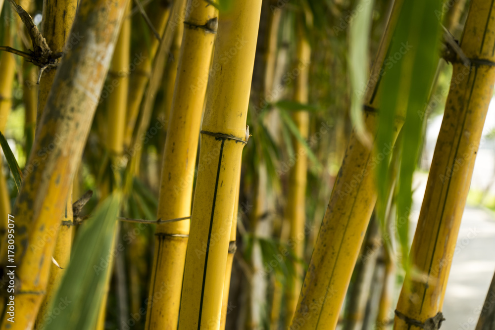 Fototapeta premium bamboo grove.