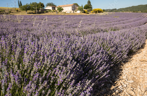 Lavender field in Provence  near Sault  France