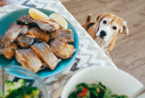Hungry beagle looks on dinner table with served meal