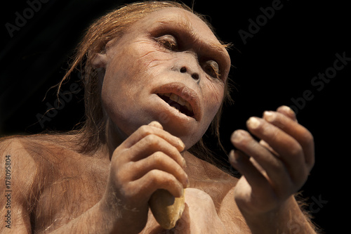 australopithecus afarensis photo
